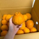 제주농장 | 18브릭스 고당도 산지직송 제주한라봉 5kg 창주농장 후기