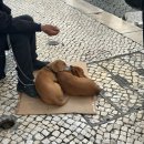 리스본 | 리스본 여행 후기 | 산타 후스타 엘리베이터, 리스본 대광장, Desgraça