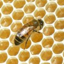꿀 효능 - 최근 다시 각광을 받기 시작한 꿀의 효능에 관해서 이미지