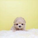 퍼피당강아지 안산본점 이미지