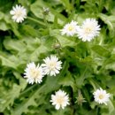 하얀농장 이미지