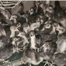 슈퍼청계닭 백봉오골계 토종닭 분양합니다 이미지