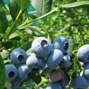 우림농장1 이미지