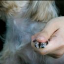 강아지 미용 이미지