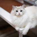 랙돌캐터리 알렉산더돌스 이미지