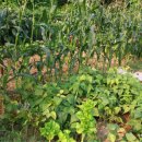 보람농장 이미지