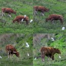 운정한우농장 이미지