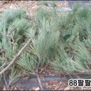 솔잎농장 이미지