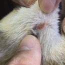 구미 산동 아이엔 동물병원 이미지