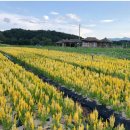 별빛마을펜션하우스 이미지