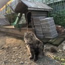 황우목장 | 강원도 정선 강추할만한 곳 :: 자연 속에 살아가는 동물들과 힐링~ 황우목장 (정선양떼목장)