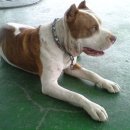 부광주유소 이미지