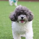 댕댕아리 이미지