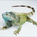이구아나 이미지