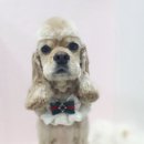 블링블링펫 이미지