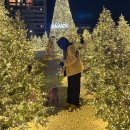 아카데미유치원 | 부산 기장 일광신도시 강아지유치원 와이즈독아카데미 후기