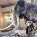 서대문자연사박물관 이미지