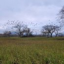 와흘메밀마을 이미지