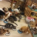 커피타는 고양이 이미지