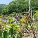 명지리앵두마을 이미지