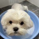 깍고밀고이발 네이버블로그