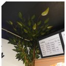 커피나무아래서