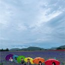 제주안에서 이미지