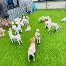 쏭쏭애견유치원 이미지