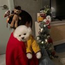 티아라펫 이미지