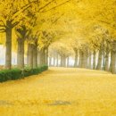 은행나무 이미지