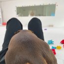 딩동댕독 이미지