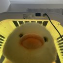 [고양/일산] 한국 왁싱 뷰티협회 우수인증 샵 '뷰티 더위드' (솔직후기)