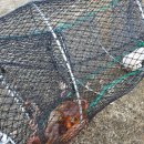 문어통발 이미지