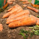 좌산농장 네이버블로그