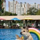 도그 스포지움 이미지