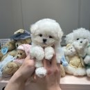 럽댕 강아지분양 이미지