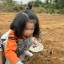 10월 ＜도시농부자연체험학교(고구마 수확 체험1)＞ 이미지