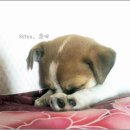 콩단