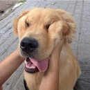 인절미