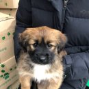 복운1리 노트펫