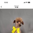 에이프릴펫 이미지