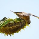 새바라기 이미지