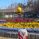 월미공원 운동장 화장실 | 반려견과 함께 걷는 인천 산책 코스 총정리🐶🌳