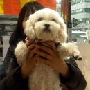 카라말티즈 이미지