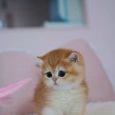 양주고양이분양 모나미네코 옥정신도시점 이미지