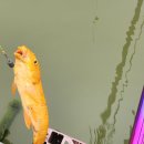 호암지낚시터 이미지