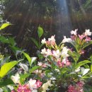대구수목원(두류공원)의 꽃 이미지