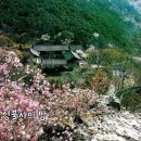 성 불 사(成佛寺)의 밤 (혼자 울게 하자) 이미지