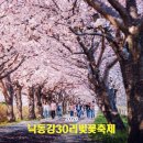 [생태체험] 대저생태공원 - 5월 4일(토) 오후 | 강서 낙동강 30리 벚꽃축제 대저생태공원 실시간 만개 현황 주차 가는 법 유채꽃까지