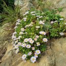 두미민박 이미지